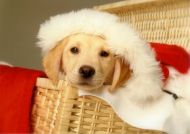 Labrador-Marley Weihnachtsmuetze